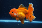 Thai Oranda  Red White 5 Inch (ID#311To7b-114)
