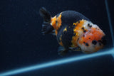 Milk Cow Ranchu  Calico 4.5 Inch (ID#0103R10c-100) Free2Day SHIPPING