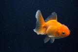 Juvenile Thai Oranda  Red 3.5 Inch (ID#1210To12c-86) Free2Day SHIPPING