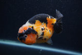 Milk Cow Ranchu  Calico 4.5 Inch (ID#0103R10c-100) Free2Day SHIPPING