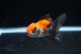 Baby Thai Oranda  Tricolor 3 Inch (ID#1224ToPTA-17) Free2Day SHIPPING