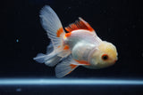 Juvenile Thai Oranda  Red White 4 Inch (ID#1022To13b-99) Free2Day SHIPPING