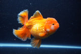 Thai Oranda  Red White 5 Inch (ID#311To7b-114)