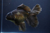 Thai Oranda  Bronze 6.5 Inch (ID#1112To6b-115)