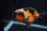 Milk Cow Ranchu  Calico 4.5 Inch (ID#0103R10c-100) Free2Day SHIPPING