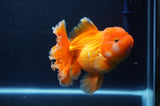 Thai Oranda  Red White 5 Inch (ID#311To7b-114)