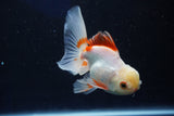 Juvenile Thai Oranda  Red White 4 Inch (ID#1022To13b-99) Free2Day SHIPPING