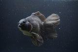 Thai Oranda  Bronze 6.5 Inch (ID#1112To6b-115)