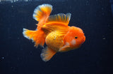 Thai Oranda  Red White 5 Inch (ID#311To7b-114)