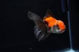 Baby Thai Oranda  Tricolor 3 Inch (ID#1224ToPTA-17) Free2Day SHIPPING