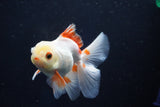 Juvenile Thai Oranda  Red White 4 Inch (ID#1022To13b-99) Free2Day SHIPPING