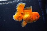 Thai Oranda  Red White 5 Inch (ID#311To7b-114)