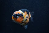 Milk Cow Ranchu  Calico 4.5 Inch (ID#0103R10c-100) Free2Day SHIPPING