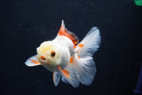 Juvenile Thai Oranda  Red White 4 Inch (ID#1022To13b-99) Free2Day SHIPPING