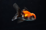 Baby Thai Oranda  Tricolor 3 Inch (ID#1224ToPTA-17) Free2Day SHIPPING