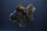 Thai Oranda  Bronze 6.5 Inch (ID#1112To6b-115)