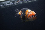 Milk Cow Ranchu  Calico 4.5 Inch (ID#0103R10c-100) Free2Day SHIPPING