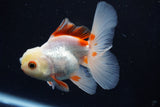 Juvenile Thai Oranda  Red White 4 Inch (ID#1022To13b-99) Free2Day SHIPPING