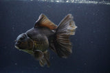 Thai Oranda  Bronze 6.5 Inch (ID#1112To6b-115)