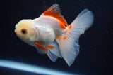 Juvenile Thai Oranda  Red White 4 Inch (ID#1022To13b-99) Free2Day SHIPPING