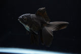 Baby Thai Oranda  Black 3 Inch (ID#1224ToPTA-18) Free2Day SHIPPING