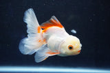 Juvenile Thai Oranda  Red White 4 Inch (ID#1022To13b-99) Free2Day SHIPPING