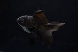 Baby Thai Oranda  Black 3 Inch (ID#1224ToPTA-18) Free2Day SHIPPING