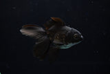 Baby Thai Oranda  Black 3 Inch (ID#1224ToPTA-18) Free2Day SHIPPING