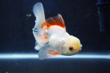 Juvenile Thai Oranda  Red White 4 Inch (ID#1022To13b-99) Free2Day SHIPPING