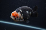 Milk Cow Ranchu  Calico 4.5 Inch (ID#0107R10c-95) Free2Day SHIPPING