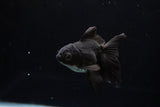 Baby Thai Oranda  Black 3 Inch (ID#1224ToPTA-18) Free2Day SHIPPING