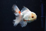 Juvenile Thai Oranda  Tricolor 4 Inch (ID#1018To13b-100) Free2Day SHIPPING