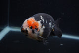 Milk Cow Ranchu  Calico 4.5 Inch (ID#0107R10c-95) Free2Day SHIPPING