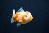 Yuan Bao Oranda  Calico 4 Inch (ID#411Yb10b-50) Free2Day SHIPPING
