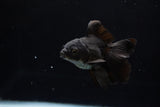 Baby Thai Oranda  Black 3 Inch (ID#1224ToPTA-18) Free2Day SHIPPING