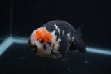 Milk Cow Ranchu  Calico 4.5 Inch (ID#0107R10c-95) Free2Day SHIPPING