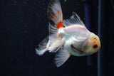 Juvenile Thai Oranda  Tricolor 4 Inch (ID#1018To13b-100) Free2Day SHIPPING