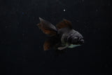 Baby Thai Oranda  Black 3 Inch (ID#1224ToPTA-18) Free2Day SHIPPING