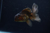 Juvenile Thai Oranda  Bronze 4 Inch (ID#1210To12c-88) Free2Day SHIPPING