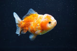 Yuan Bao Oranda  Calico 4 Inch (ID#411Yb10b-50) Free2Day SHIPPING