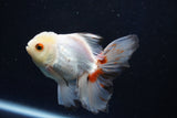 Juvenile Thai Oranda  Tricolor 4 Inch (ID#1018To13b-100) Free2Day SHIPPING