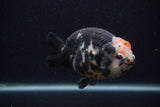 Milk Cow Ranchu  Calico 4.5 Inch (ID#0107R10c-95) Free2Day SHIPPING