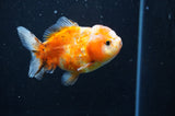 Yuan Bao Oranda  Calico 4 Inch (ID#411Yb10b-50) Free2Day SHIPPING