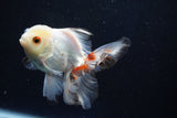 Juvenile Thai Oranda  Tricolor 4 Inch (ID#1018To13b-100) Free2Day SHIPPING