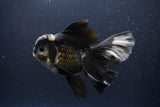 Thai Oranda  Panda 6 Inch (ID#1112To6b-116)