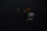 Baby Thai Oranda  Black 3 Inch (ID#1224ToPTA-18) Free2Day SHIPPING