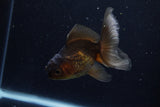 Juvenile Thai Oranda  Bronze 4 Inch (ID#1210To12c-88) Free2Day SHIPPING