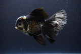 Thai Oranda  Panda 6 Inch (ID#1112To6b-116)