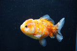 Yuan Bao Oranda  Calico 4 Inch (ID#411Yb10b-50) Free2Day SHIPPING