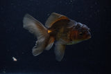 Juvenile Thai Oranda  Bronze 4 Inch (ID#1210To12c-88) Free2Day SHIPPING